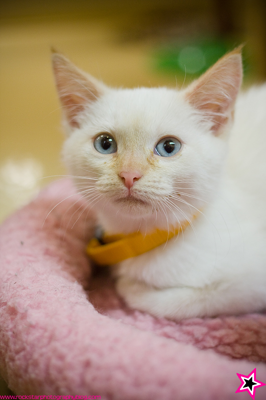 Firetip Siamese