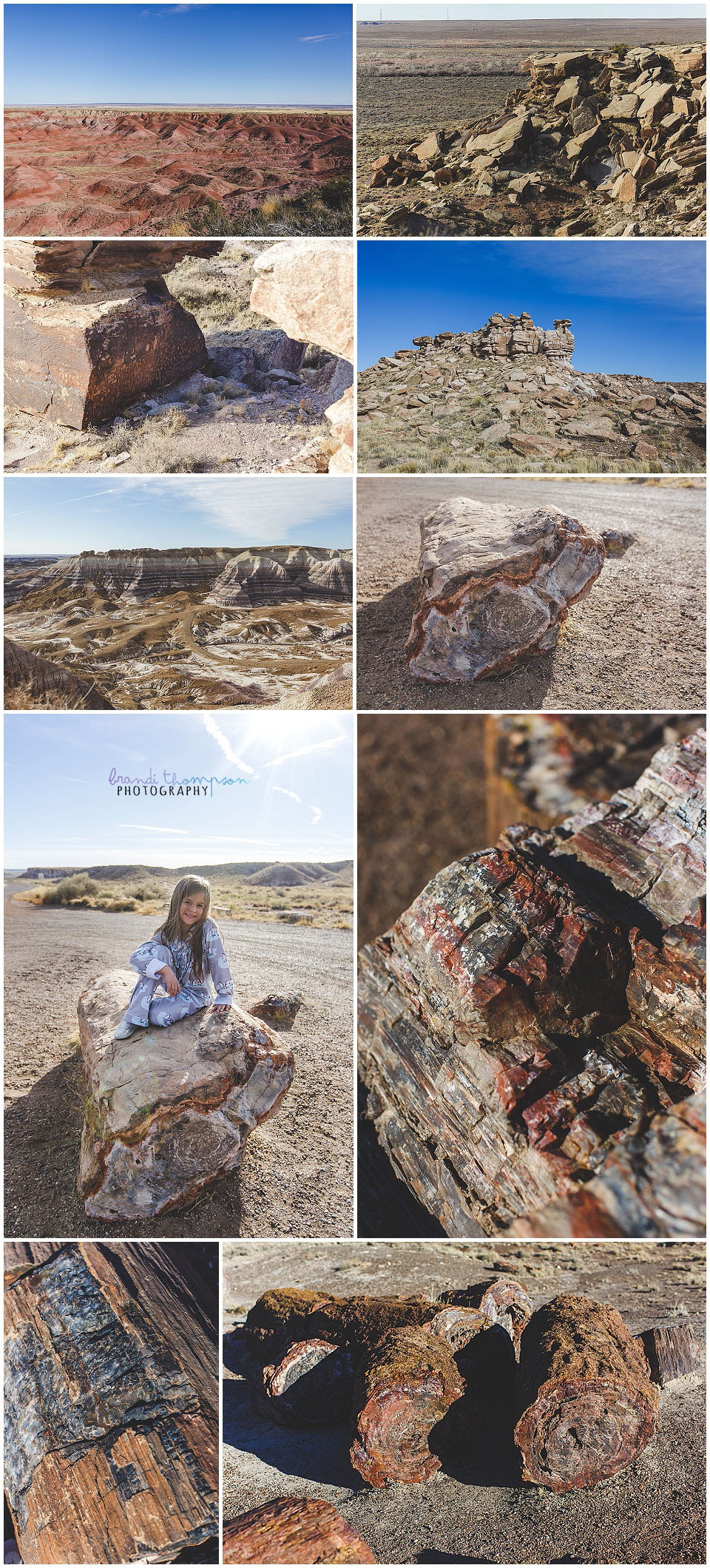 petrified forest in arizona