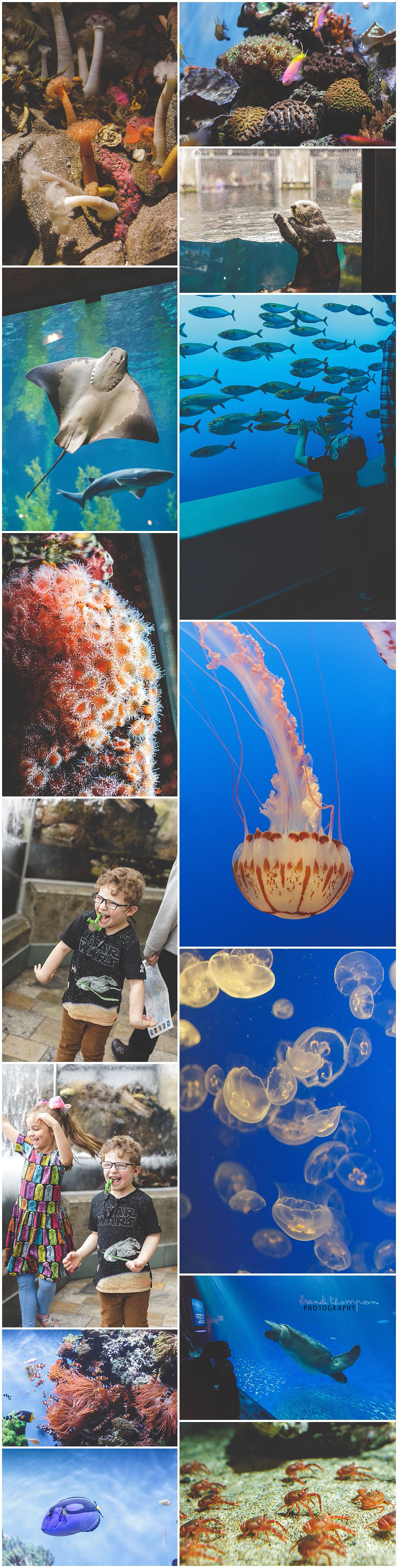 california beach and monterrey bay aquarium pictures