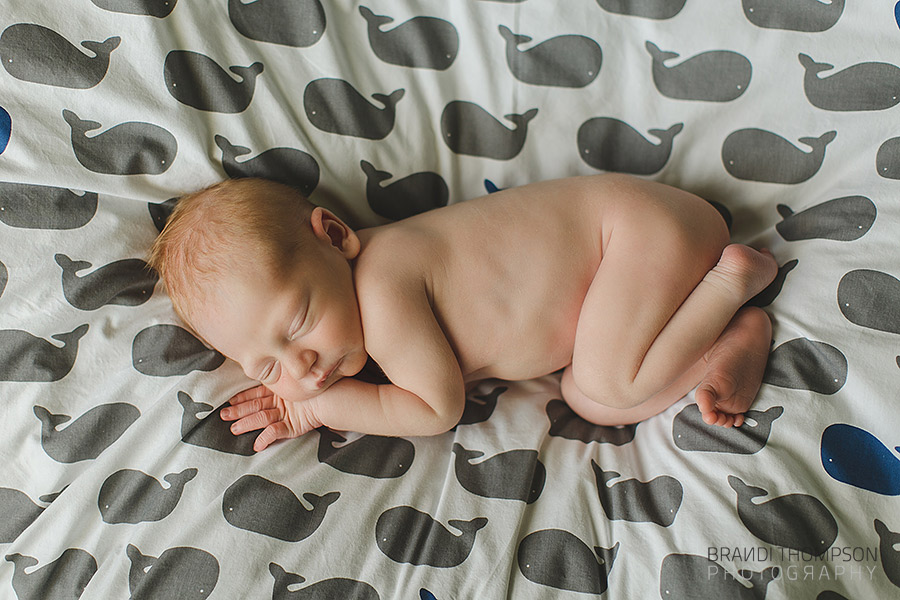 plano newborn photography