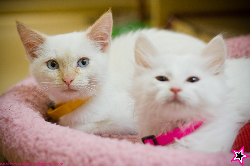 Brandi Thompson Photography Plano, Frisco, Dallas Photographer